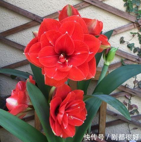 家养朱顶红的养护方法和注意事项,此样做年年开花还不烂根