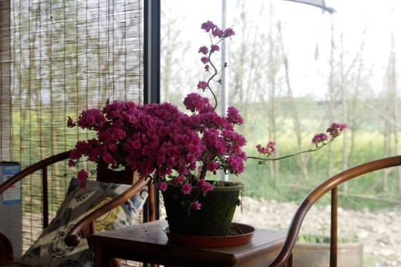 收藏|惊艳的6大盆景造型,中国植物艺术的巅峰,收藏起来