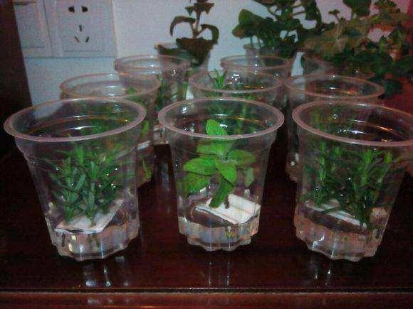 一次性|一次性水杯变身高颜值盆栽,只需掐一个枝叶,就这么简单!