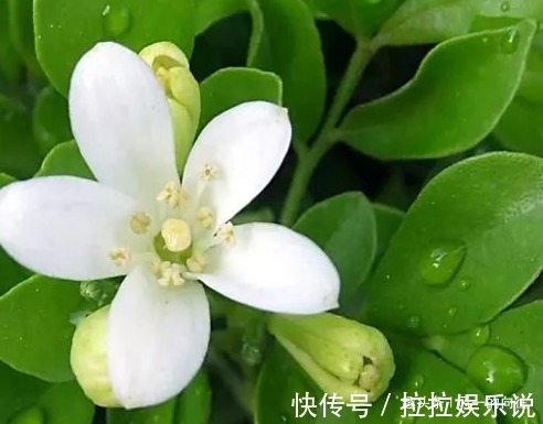 有钱人都喜欢这三种绿植，升值潜力巨大，既上档次又好看