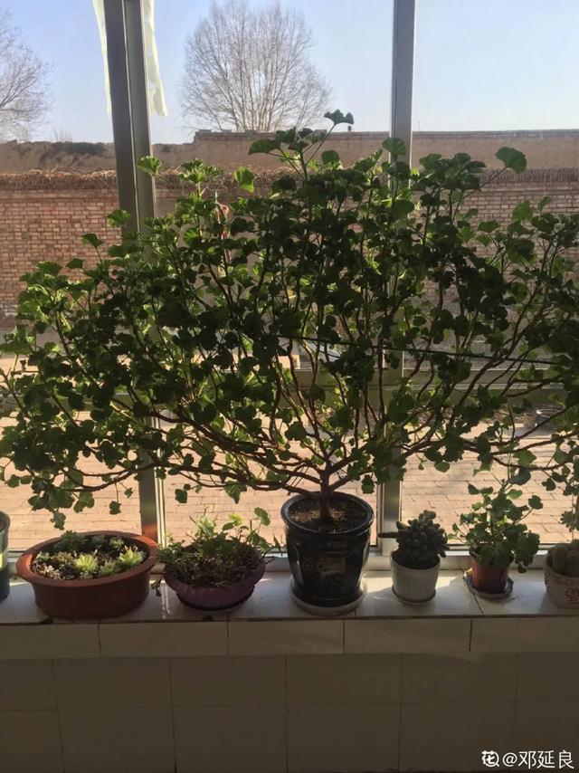 休眠期开花,剪掉才能活,需要一些养护技巧,才能保证安全度夏