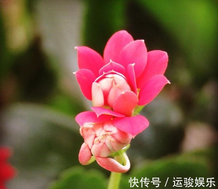 混合水比营养液更肥沃，家里的花卉长出更多的绿叶，开花更茂盛！