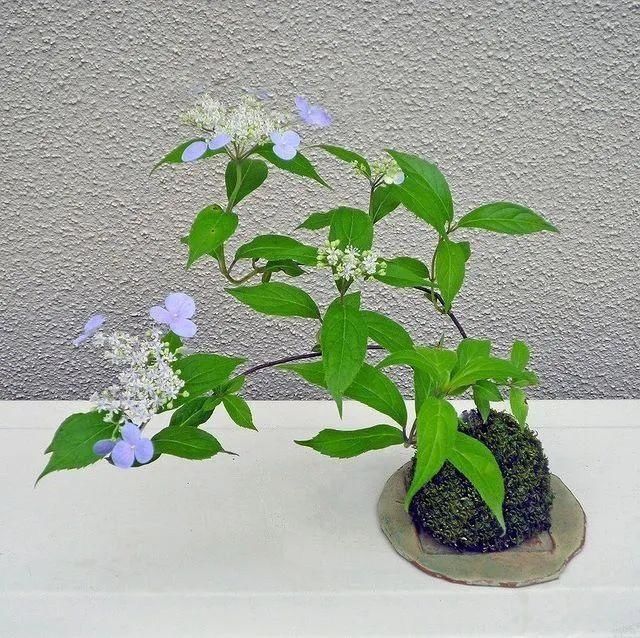 山野草，也高雅！