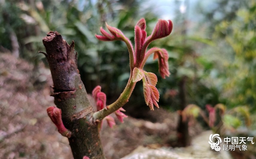 带你去看云南春天山间奇异的花朵