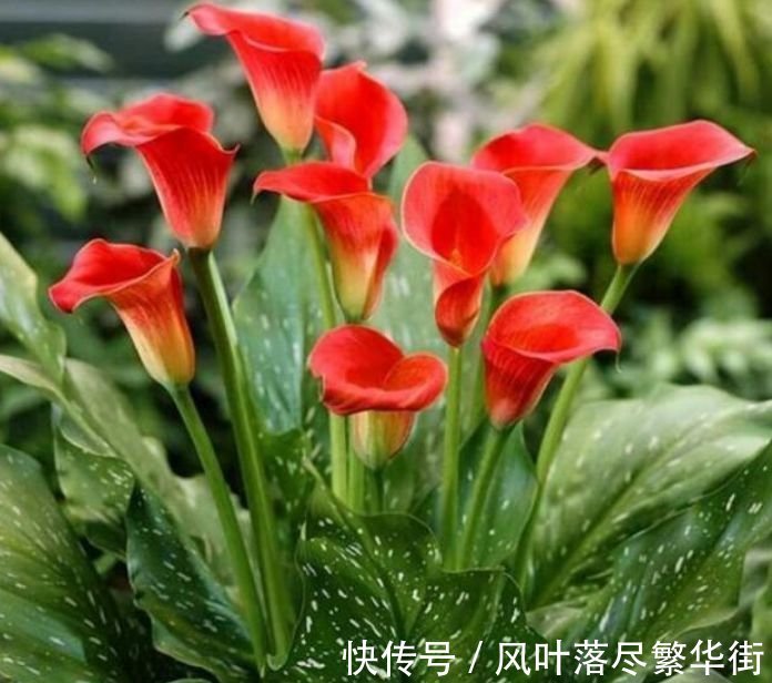 几种花，开花漂亮又好养，美爆了，叶子漂亮，还能开花