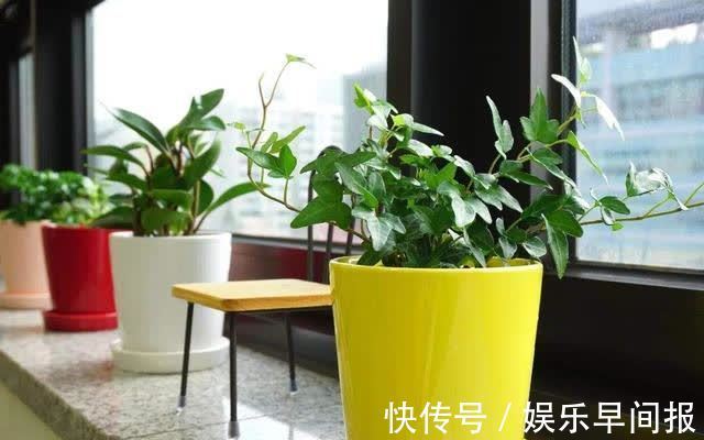 屋子里养花，要有9个讲究，这些是老一辈的经验，做错“难养活”