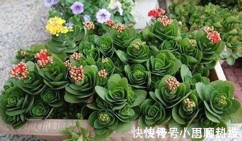 施肥|长寿花，用2个“窍门”，叶片就像“猪耳朵”，花儿紧凑上千朵