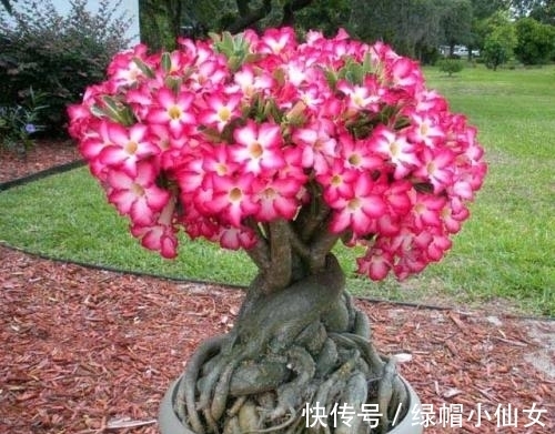 5种花要穷养，种在小盆里，浇水懒一些，越长越喜人！