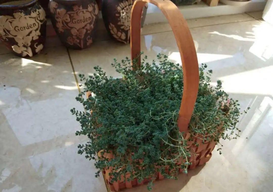 10个偏方,能省不少钱,把花养的又肥又壮