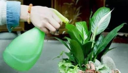 花都是浇死的1分钟学会如何判断盆土是否需要浇水了