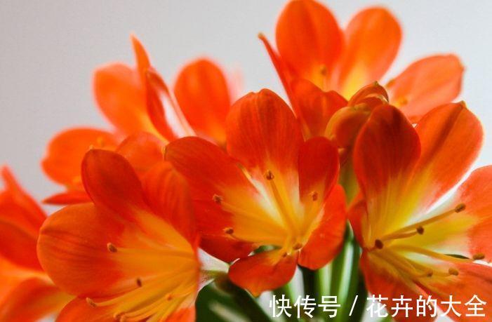 农历九月十八霜降后，养什么花？家里养3种花，满院春光福临居所