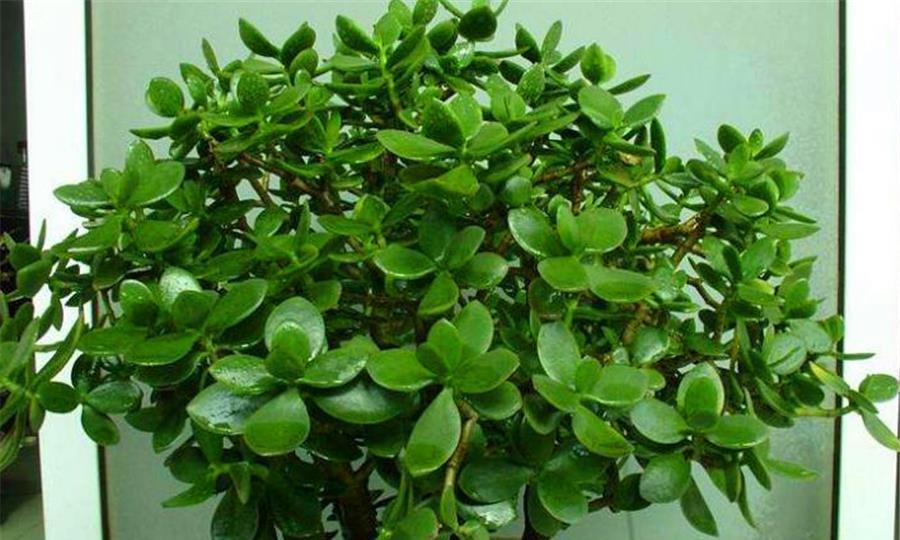 玉树|夏天玉树有4怕,难怪叶子干瘪还发黄,学会了肥厚饱满碧绿光亮