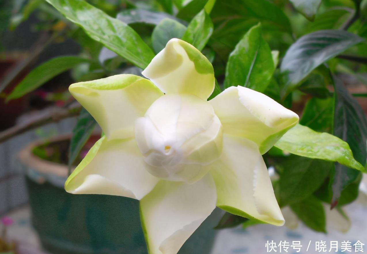 栀子花的花蕾开不了?做好一点,叶子水灵灵,花苞完美绽放