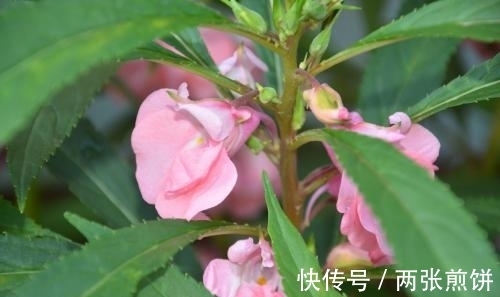 栽种|俗称“指甲花”,能染指甲能防蛇,却是“蛇蝎美人”,栽种要小心