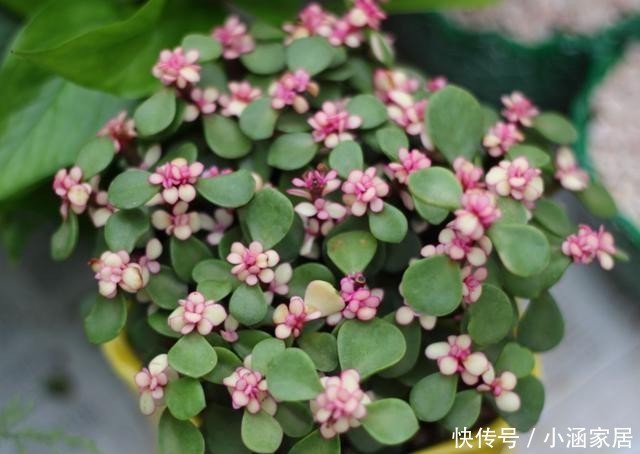 扦插|金枝玉叶如何扦插?简单这几步,一棵变多棵