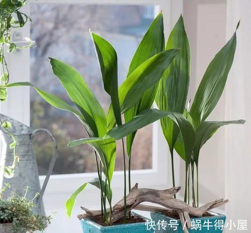 开花|家里采光不好?养着5种花,照样四季油绿,长得生机勃勃!