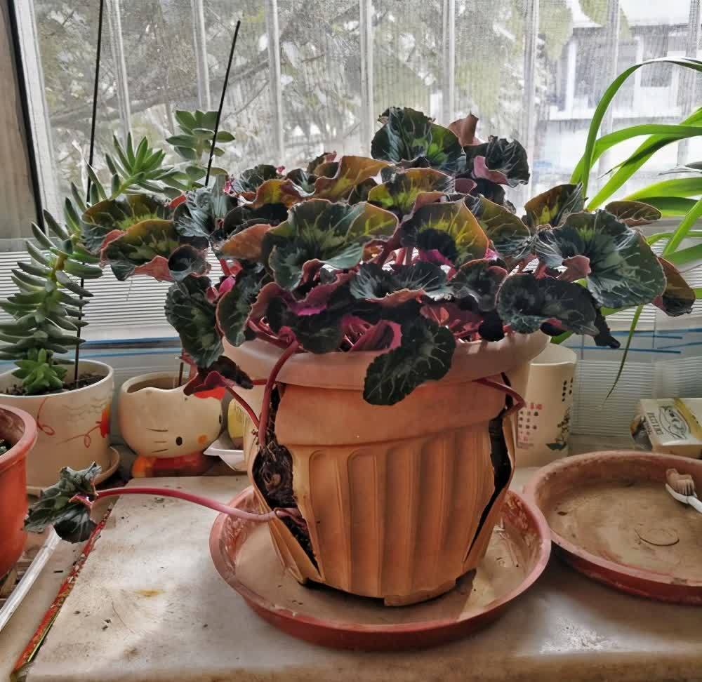 根系|养花遇到这3种情况，该给花草换土了，注意这些细节