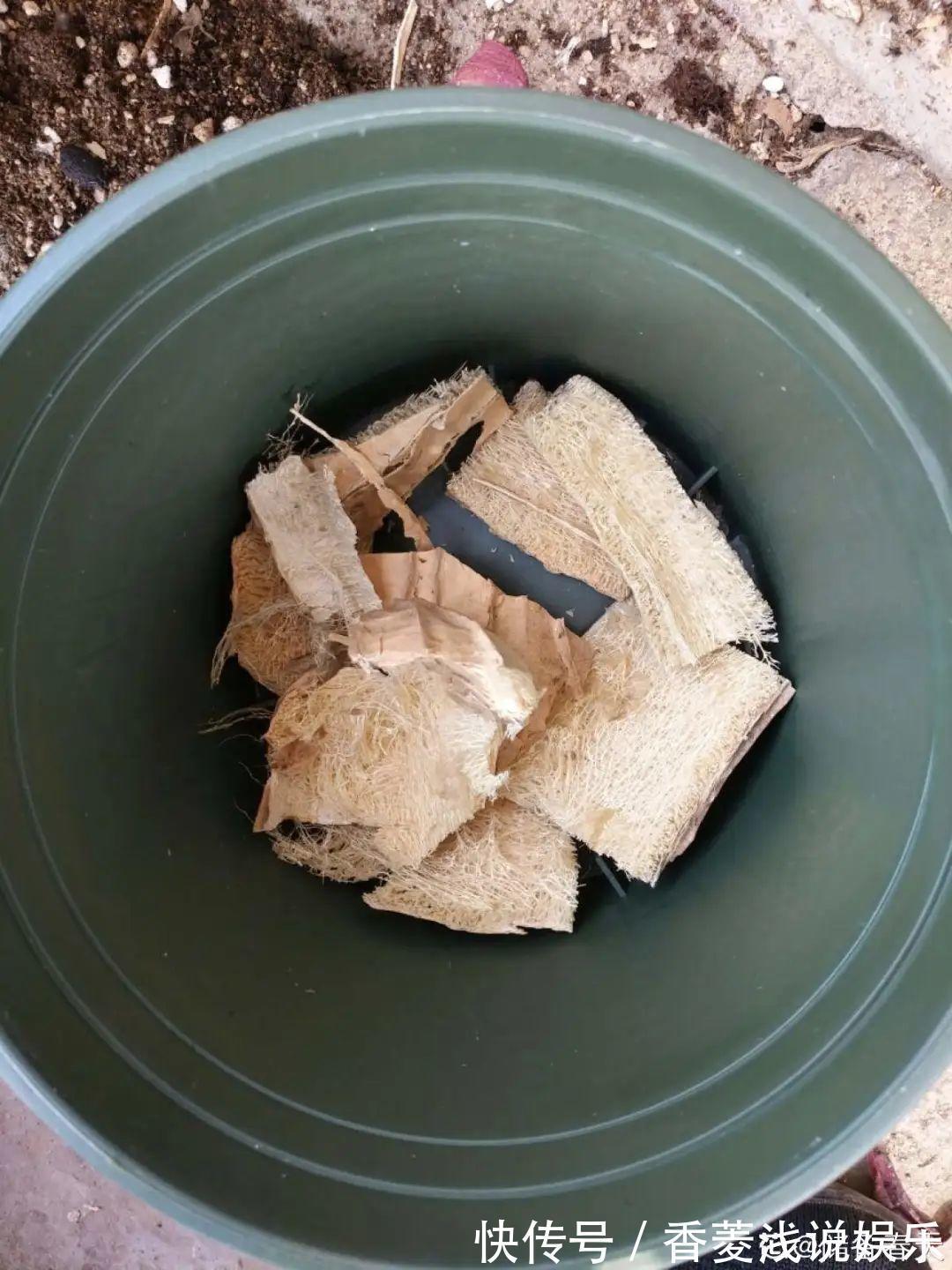 1把核桃垫盆底,不烂根、不招虫,疯长停不下来!