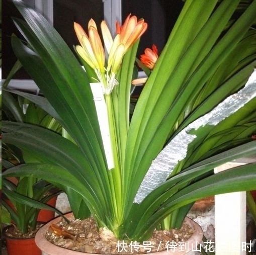 浇水|君子兰用什么样的水好?谨记“3浇1不浇”,选对水质,想不旺也难