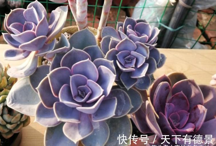紫红色|多肉紫丁香株型不大,放在室内养会褪色,但露养则粉嘟嘟的很好看
