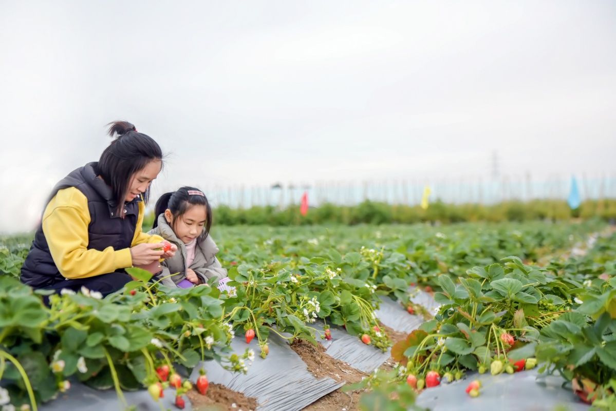 惠安|福建惠安：踏青出游 享受采摘乐趣