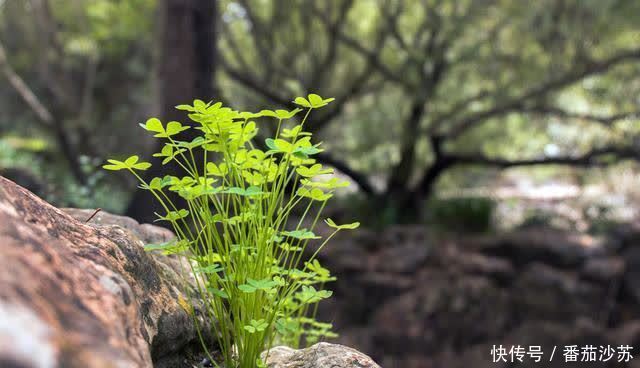 子女|人到晚年,愿意和子女一起生活吗?3个老年人说了大实话
