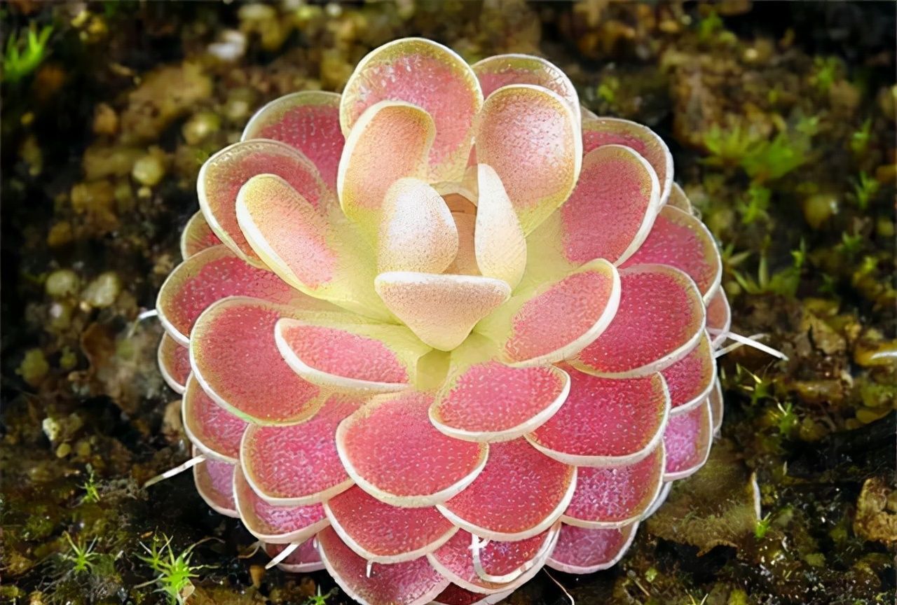 长寿花总“装菜”，赶紧“虐一虐”，加快分化，开春就能闻到花香