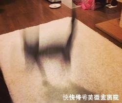 小猫|全球的猫都想屏蔽这个日本人,他到底做了多少沙雕手办?