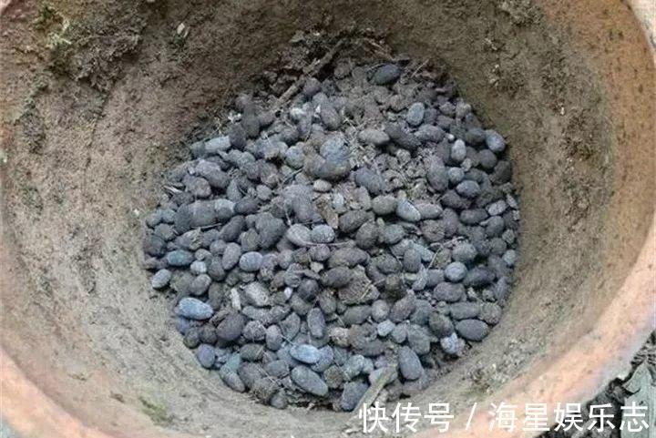 扦插|9月养花，6件事趁早做，下半年进入疯长模式！