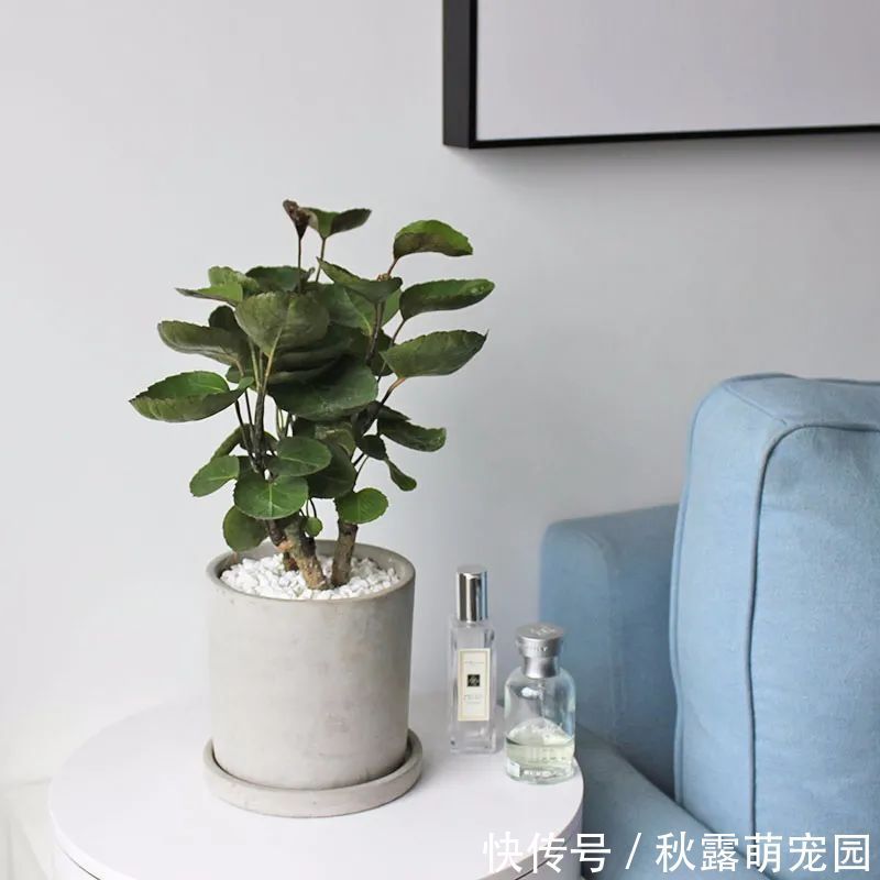 观赏价值|八种命里带“钱”的植物,家里养一盆,招财又旺运,你家养了几种