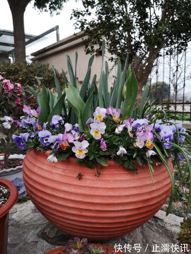 为啥你换盆后花草都蔫了这几件事没做好,分分钟叶子掉光变秃头