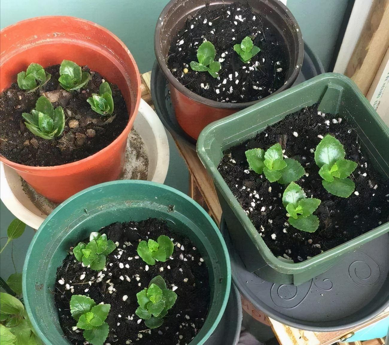 5种“洋气”花,趁着“天冷”快扦插,生根快,开花早,真省钱