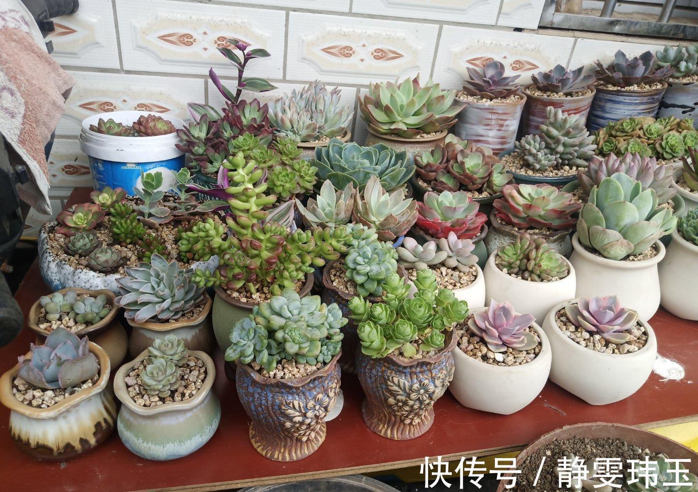 想把多肉养成悬崖桩,满足“三要求”,遇水疯长,爆崽一堆小崽