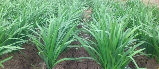 根部|吃不完的韭菜,放冰箱就错了,菜农教我土方法,放10天照样新鲜