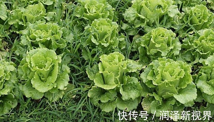 维生素c|夏天必吃的一种蔬菜，增白皮肤，镇痛催眠，效果非常好