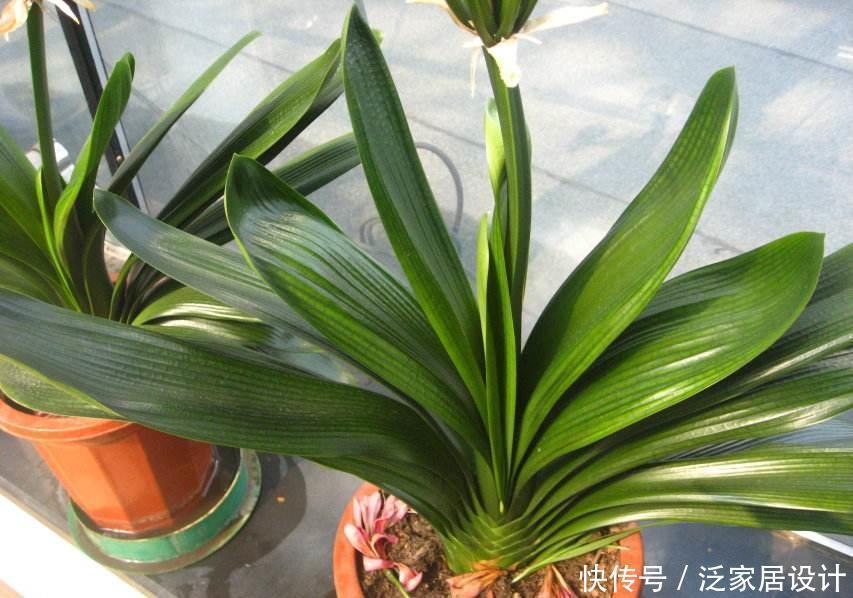 黄叶|叶片怕水的6种花,浇水最好直接“灌”,不然黄叶、烂心又黑腐