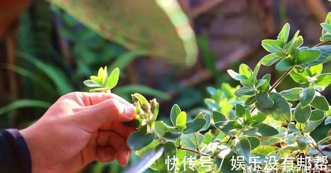 别犯傻买金银花盆景,压条3年成景、播种5年成景,实在太容易!