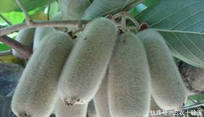 以下几种野菜,祛毒清血管,称为降血压“神器”,城里人都当宝