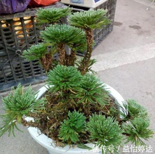 养卷柏无需花钱买幼苗,野外寻些带回家,这样处理制成漂亮盆景