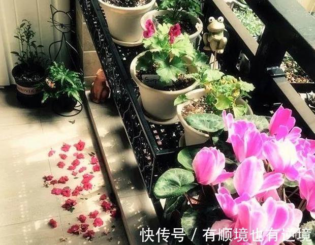 秋养君子兰、蟹爪兰、大花蕙兰,天凉后做好这些,嗖嗖地开花