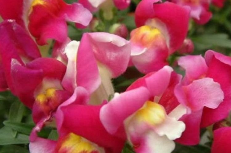 正月二十九，家中种4种“富贵花”，人见人夸，一年四季开花不断