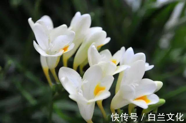 养花知识叫兰不是兰,花却美成仙,看看你家有几盆