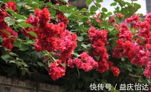 三角梅|都说养花容易上瘾，尤其是这4种花，不信养几盆就知道了