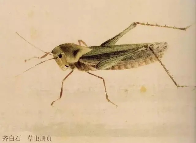 蝈蝈$国画技法图典——草虫篇:蝗虫 蚂蚱 蝈蝈 螽斯 螳螂 蟋蟀
