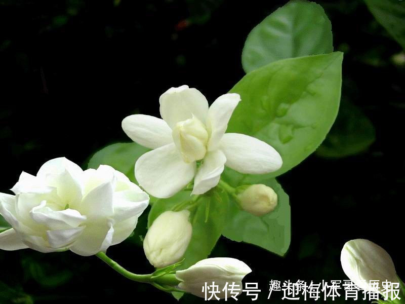 此花花瓣娇小,颜色如玉,白的像雪,透露着清纯之美,是爱情之花