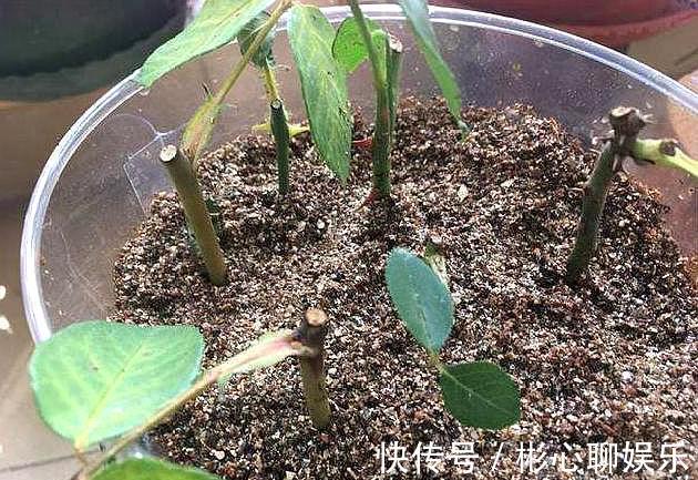 生根|用“河沙”扦插月季花,“小细节”别忽略,不黑杆,提高成活率