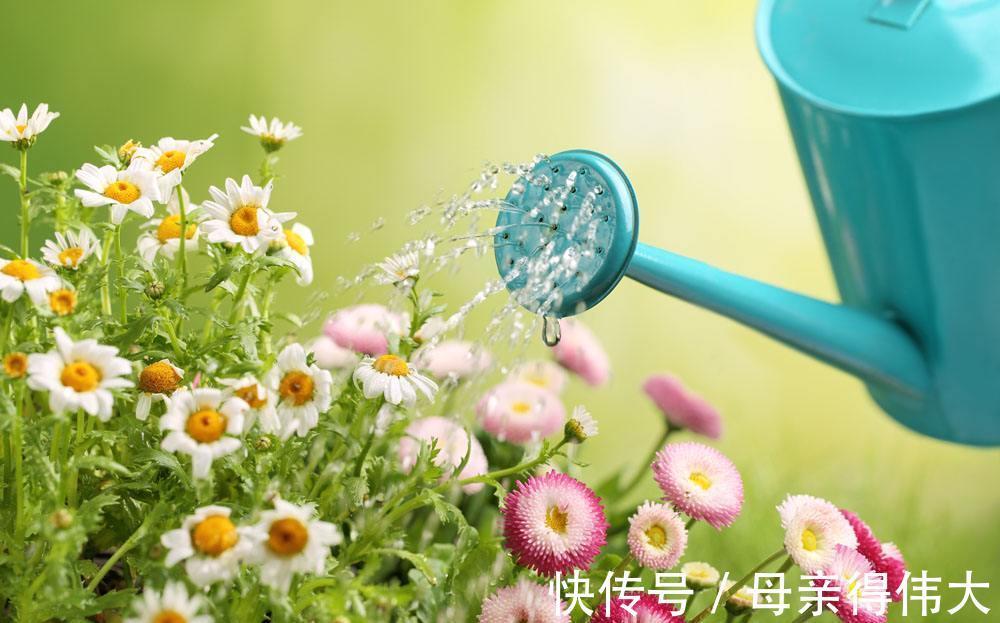 养花牢记“3口诀”,啥花都能养好,阳台变花园,四季花不败