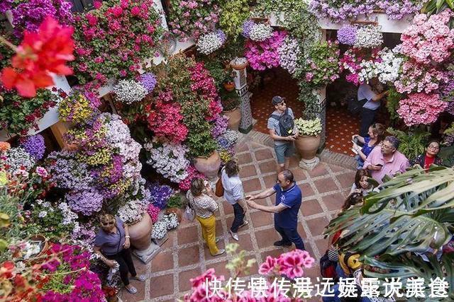 蟹爪兰|4种花现在扦插,枝条扔土里“生根快”,当年开花,变成养花大户