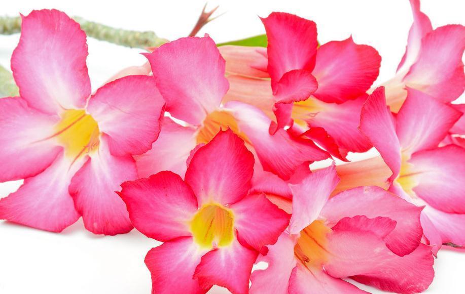 沙漠玫瑰的养殖方法和预防病虫小妙招,只需要记住这几点