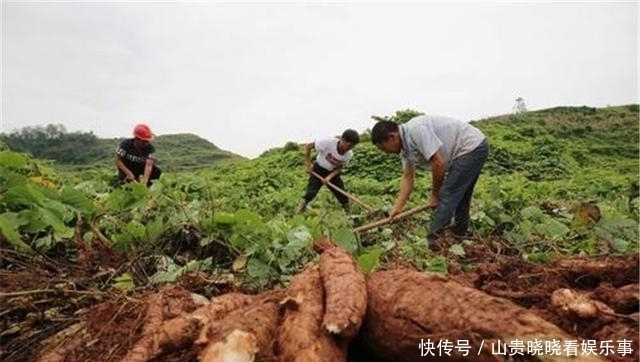 美国偷偷引进日本物种，200年后泛滥成灾，在中国却被轻松解决